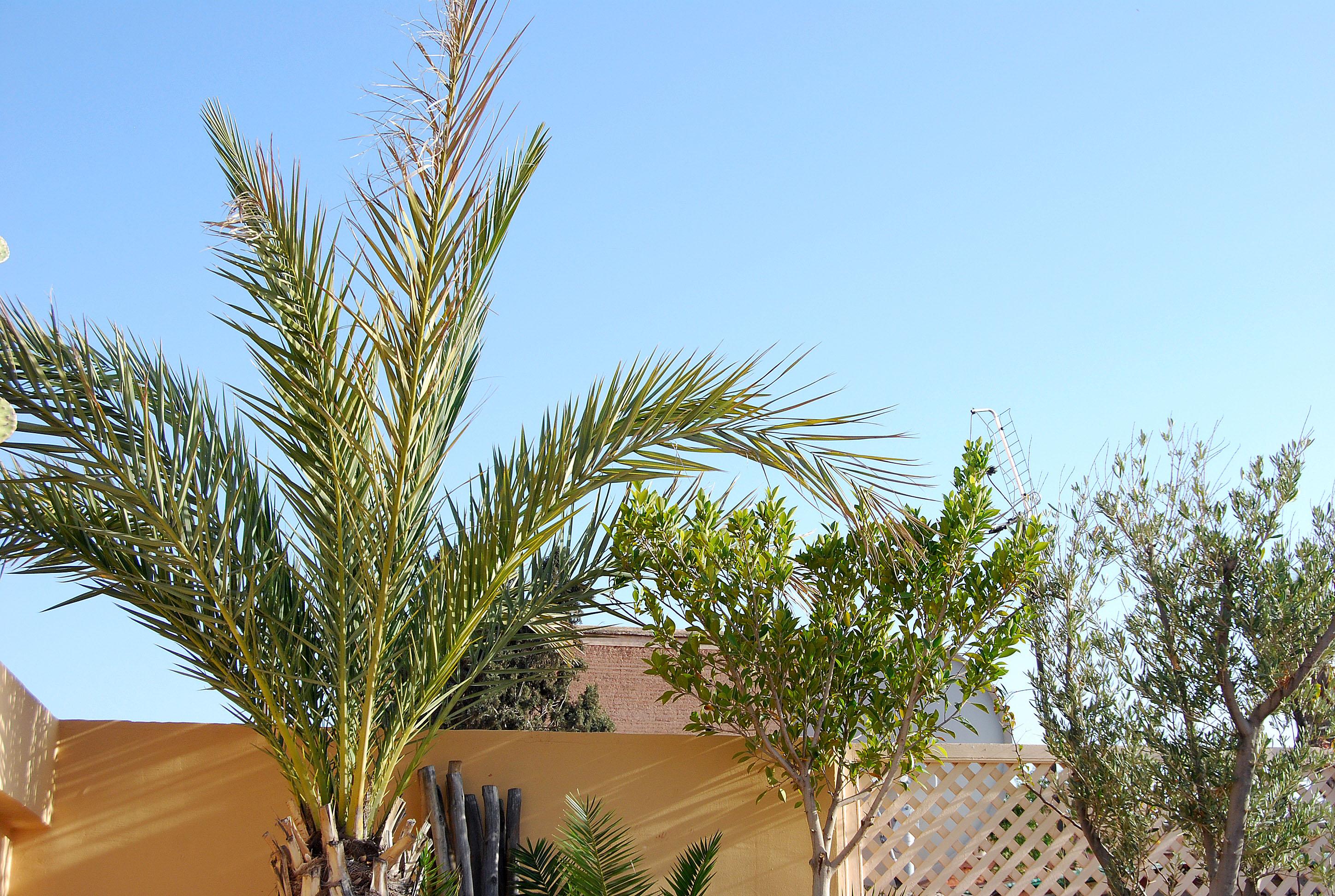 Riad Akka 13/16