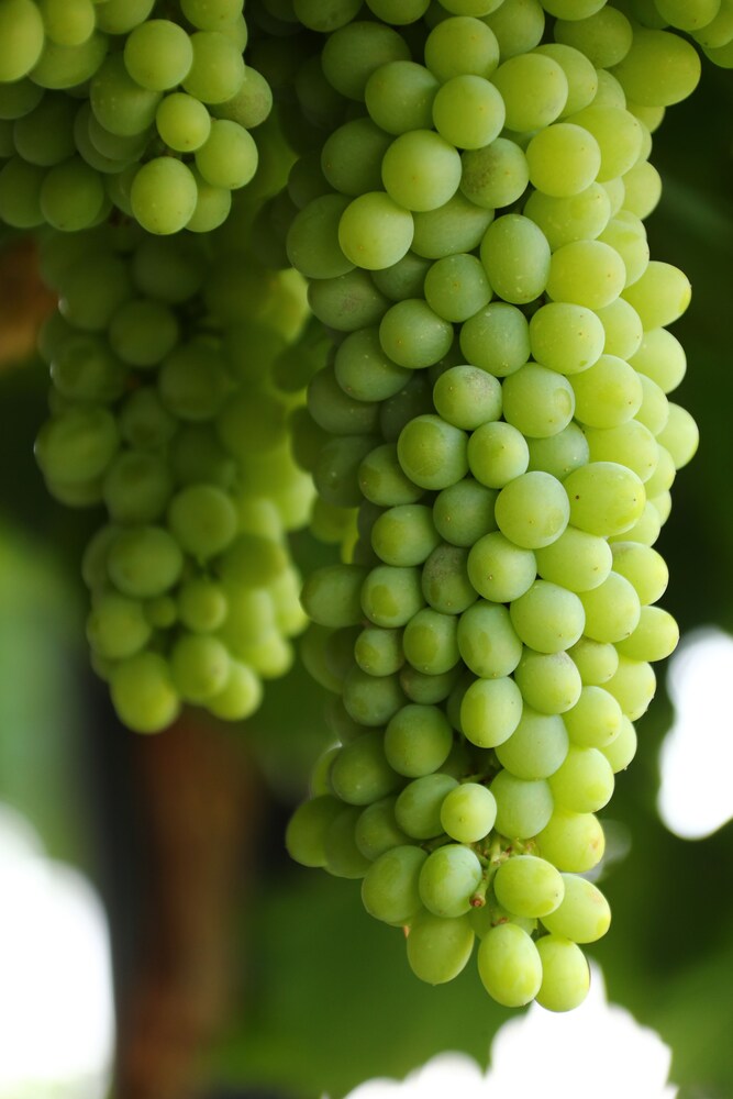 Cana Vineyard Guesthouse 42/76