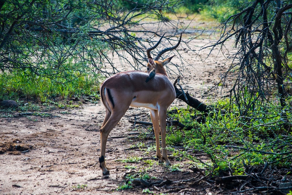 Lush Private Game Lodge 27/50