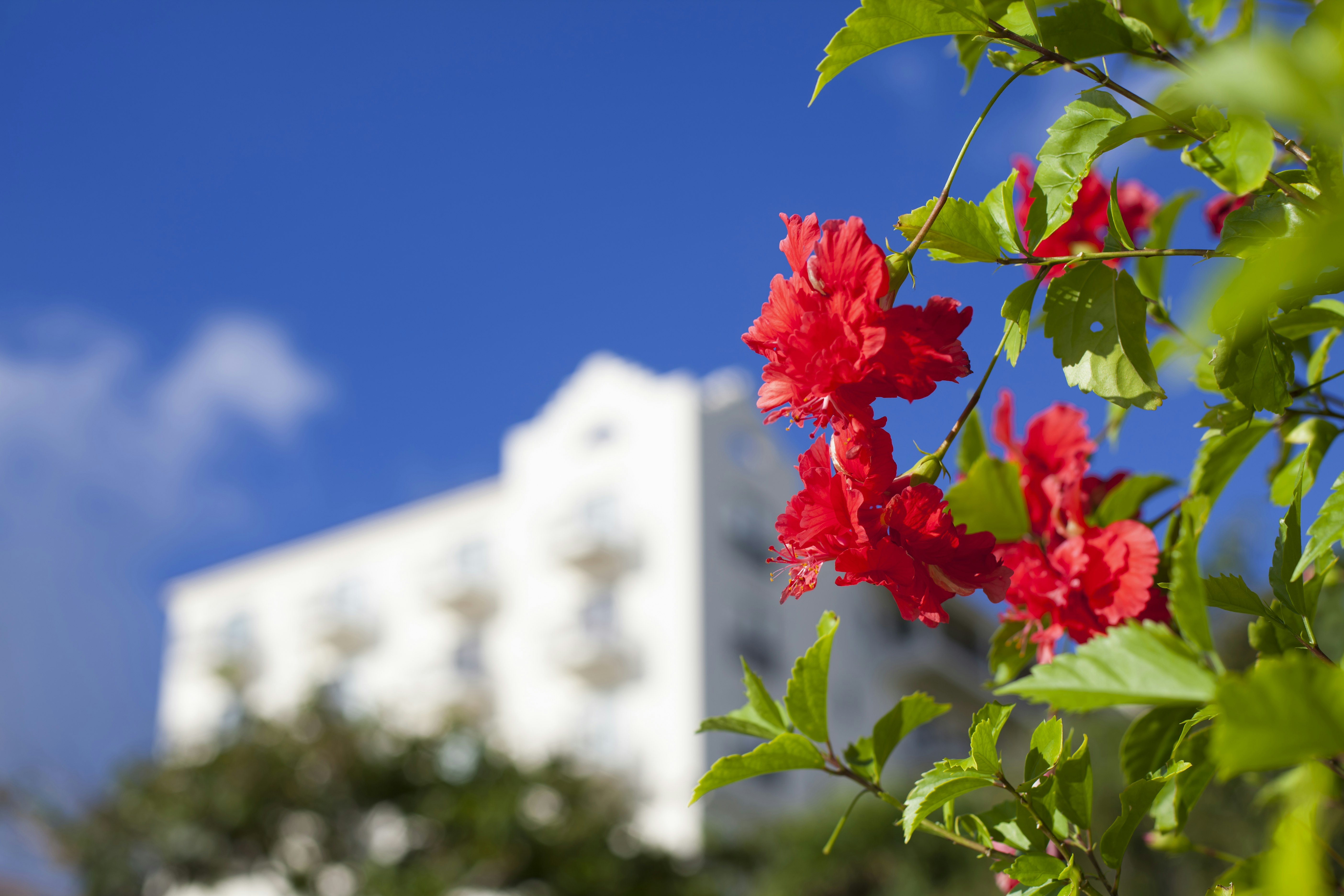 Hotel Nikko Alivila Yomitan Resort Okinawa 6/65