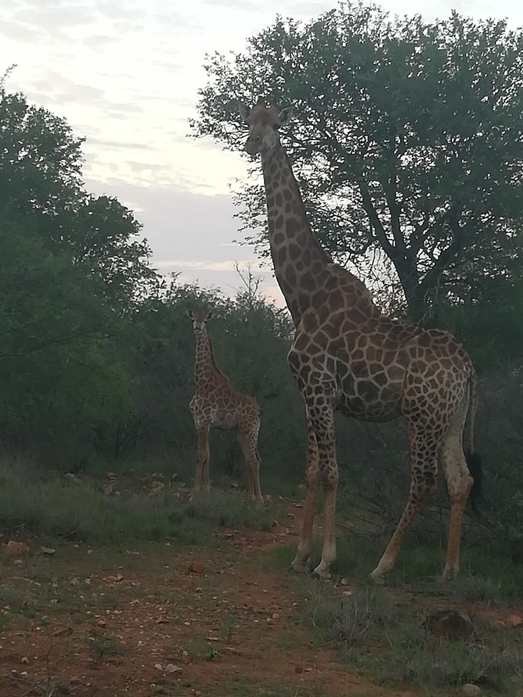 Mali Mali Safari Lodge 39/50