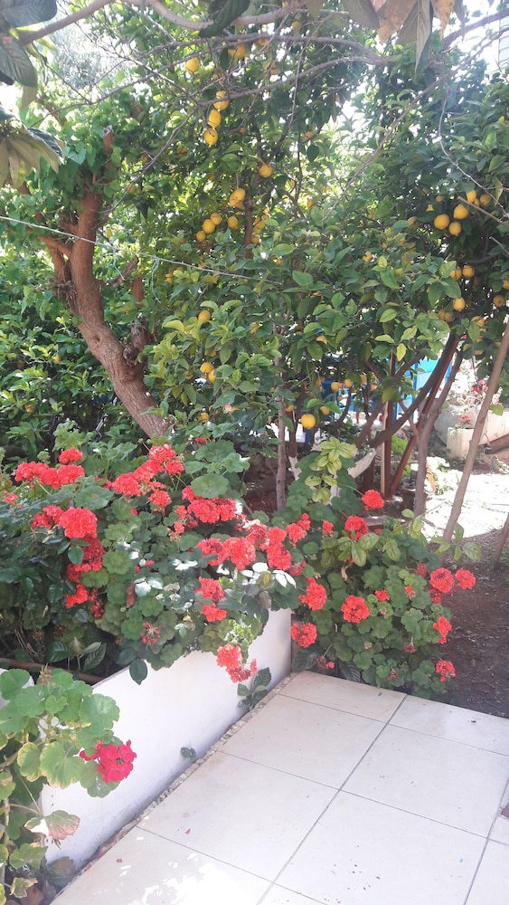 Likya Pansiyon 44/50