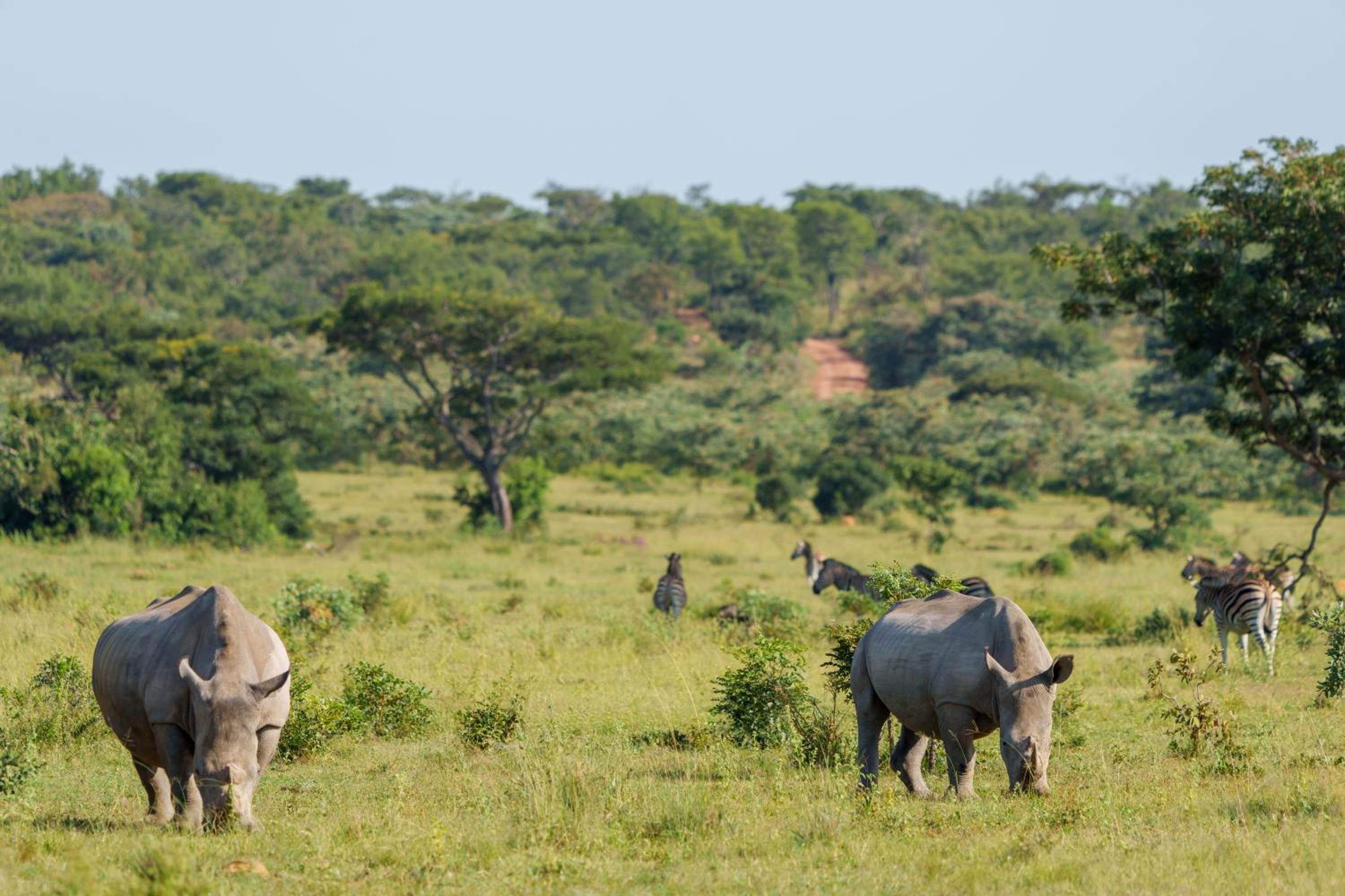 Elephants Crossing 28/50