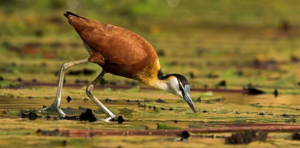 Tanji Bird Reserve Eco-lodge - Adults Only 19/20