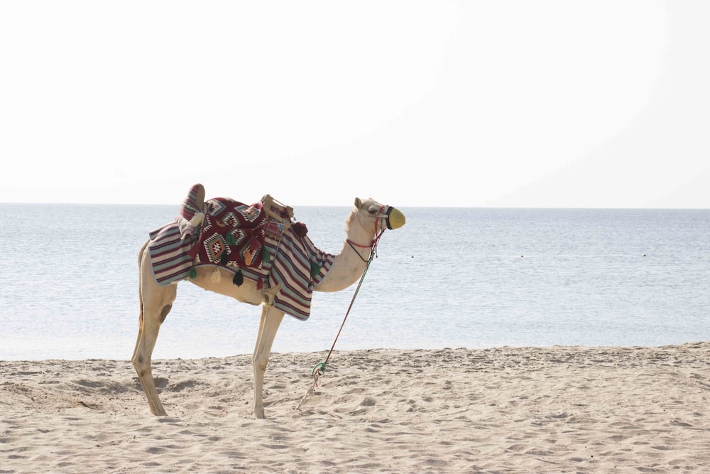Sealine Beach, a Murwab Resort 39/50