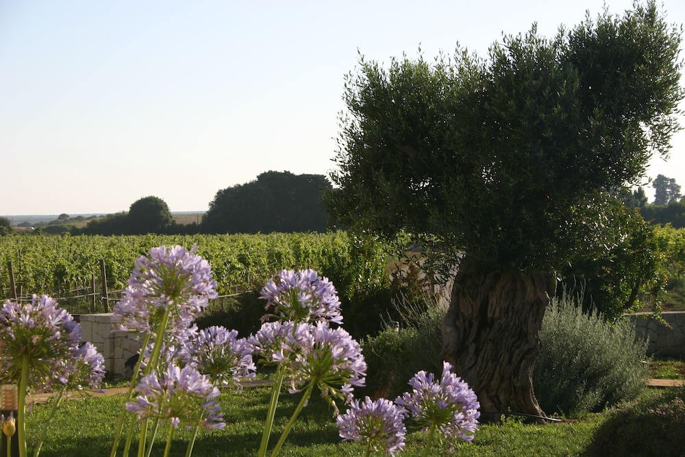 Tenuta Vigna Corallo 35/50