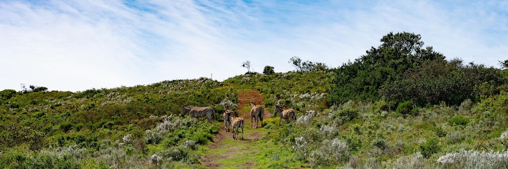 Simbavati Fynbos on Sea 15/20