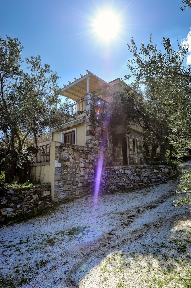 Gera's Olive Grove 19/50