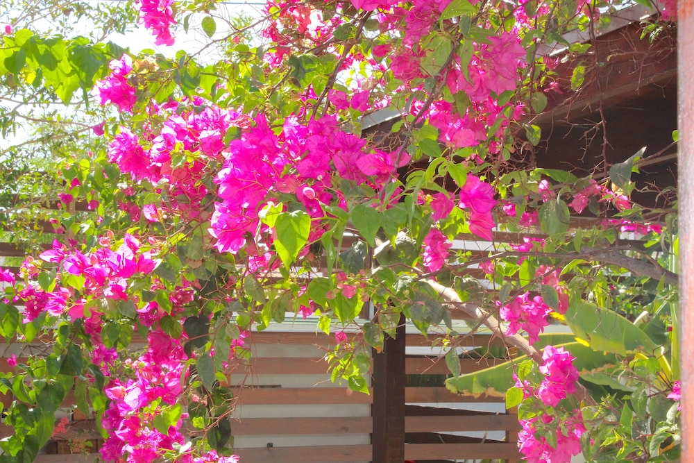 Lagunita Aruba 41/50