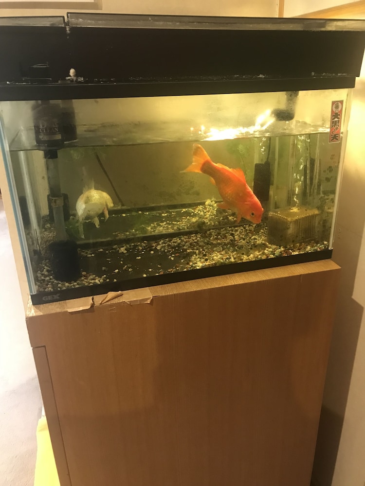 Daikokuya Ryokan 2/27