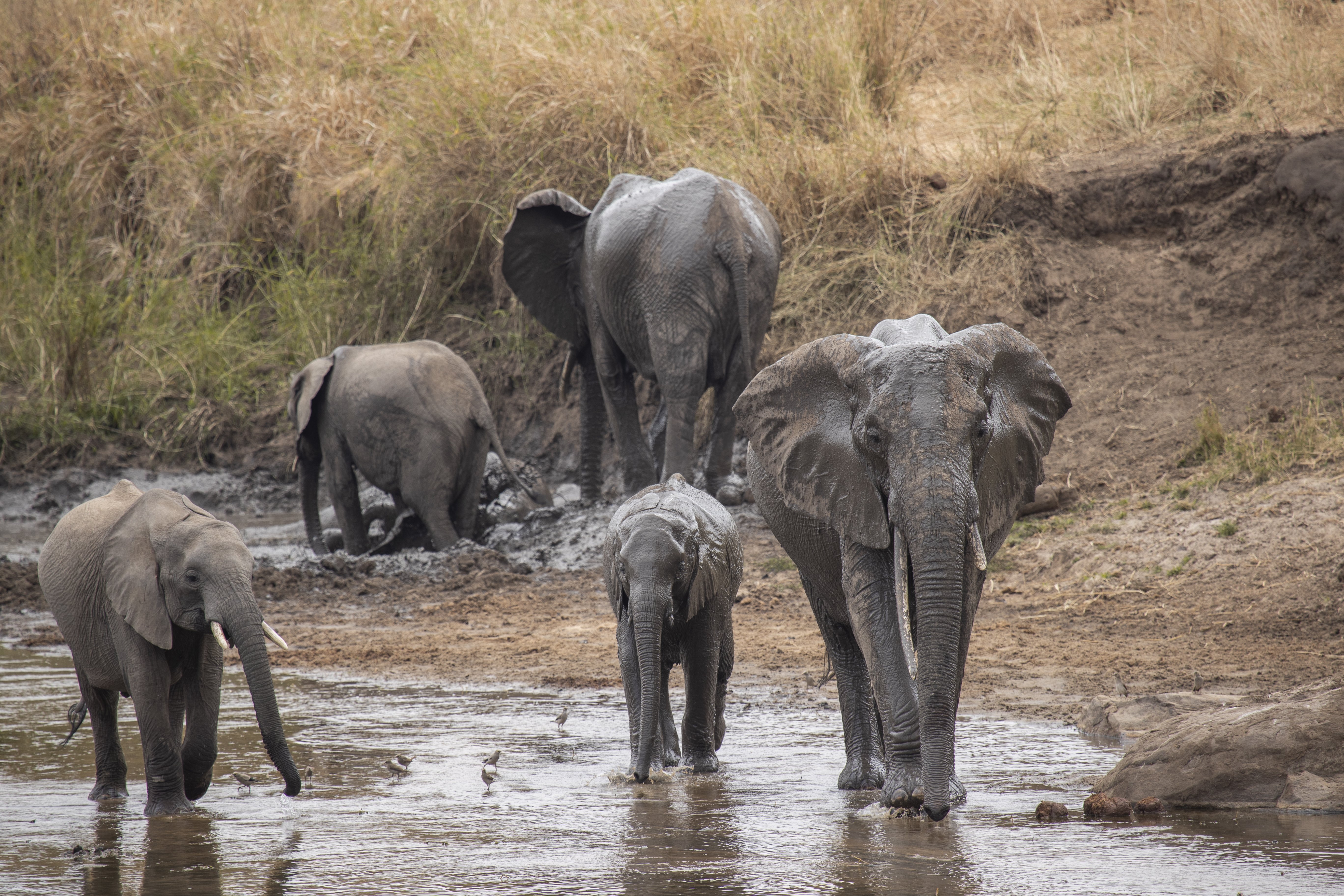 Ngorongoro Lodge member of Melia Collection 34/57