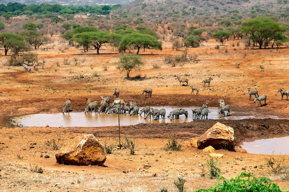 Kilaguni Serena Safari Lodge 45/50