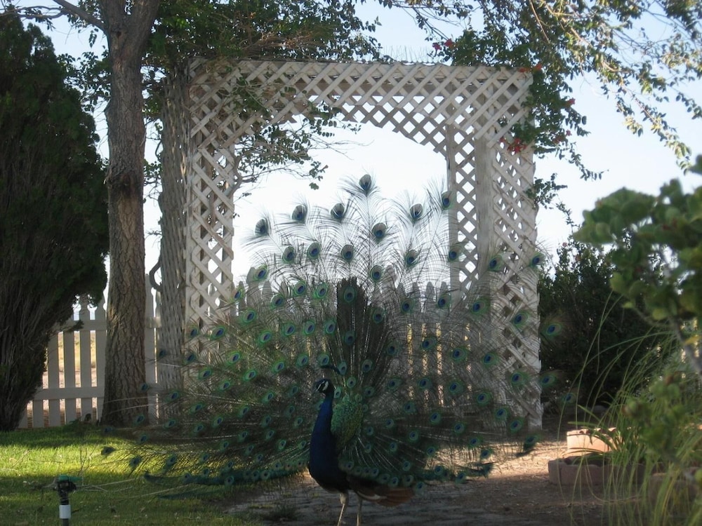 Shady Lady Bed & Breakfast 9/61