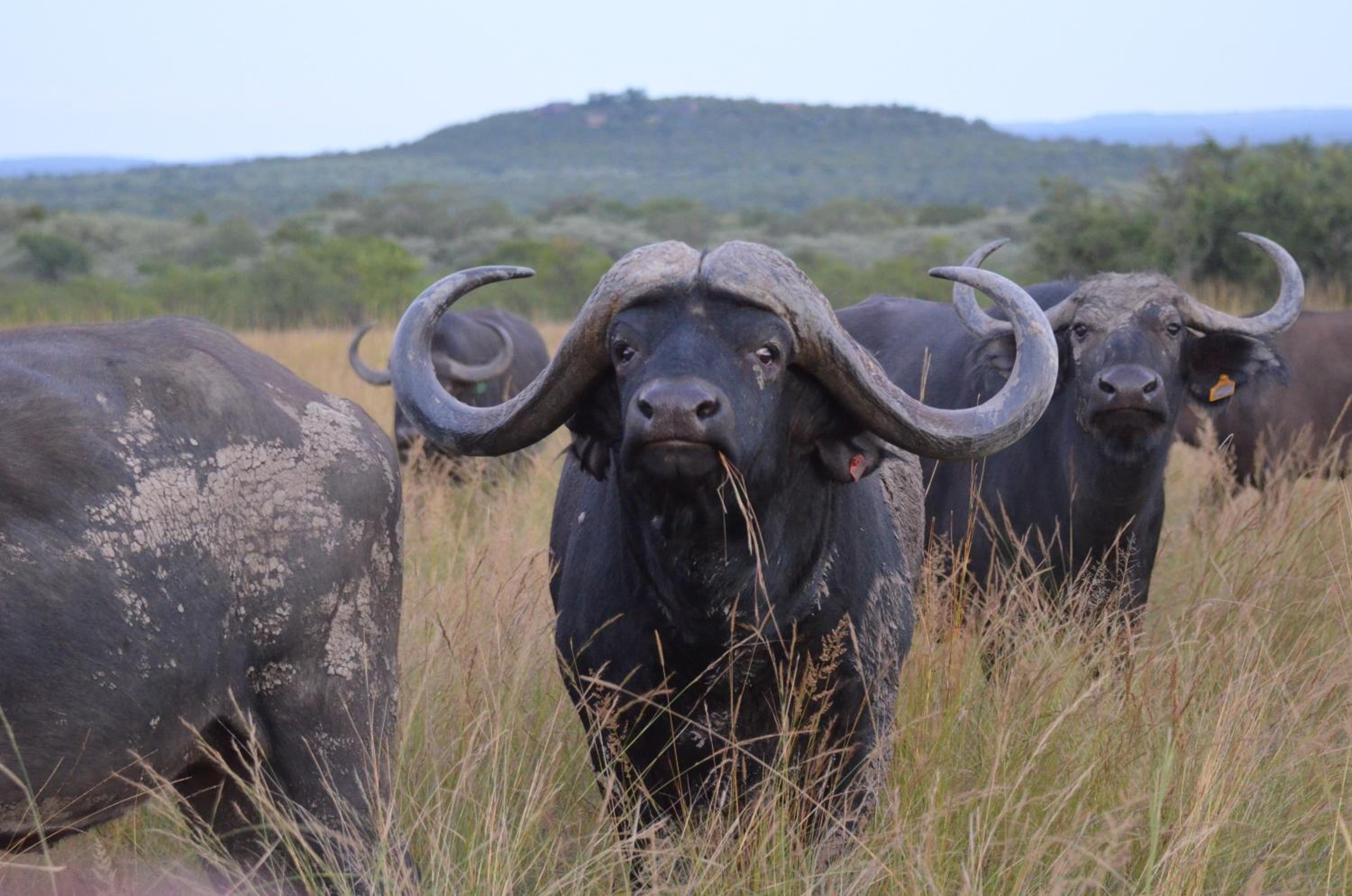 Bushwa Private Game Lodge 35/50