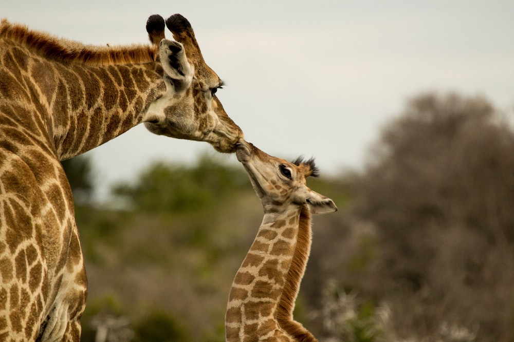Sibuya Game Reserve 20/50