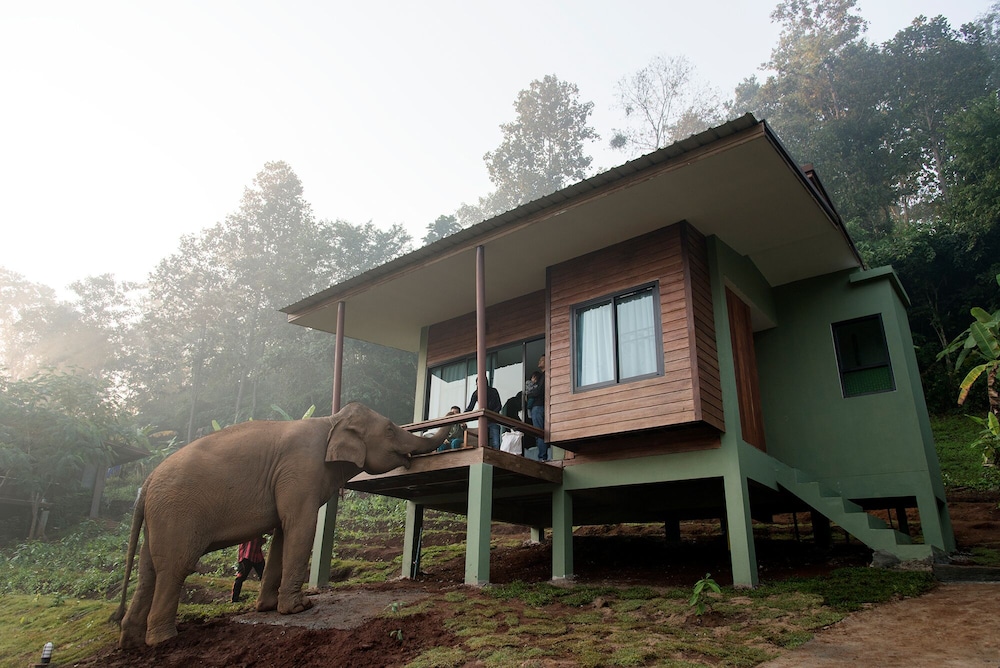 Chiang Mai Elephant Friends 2/50
