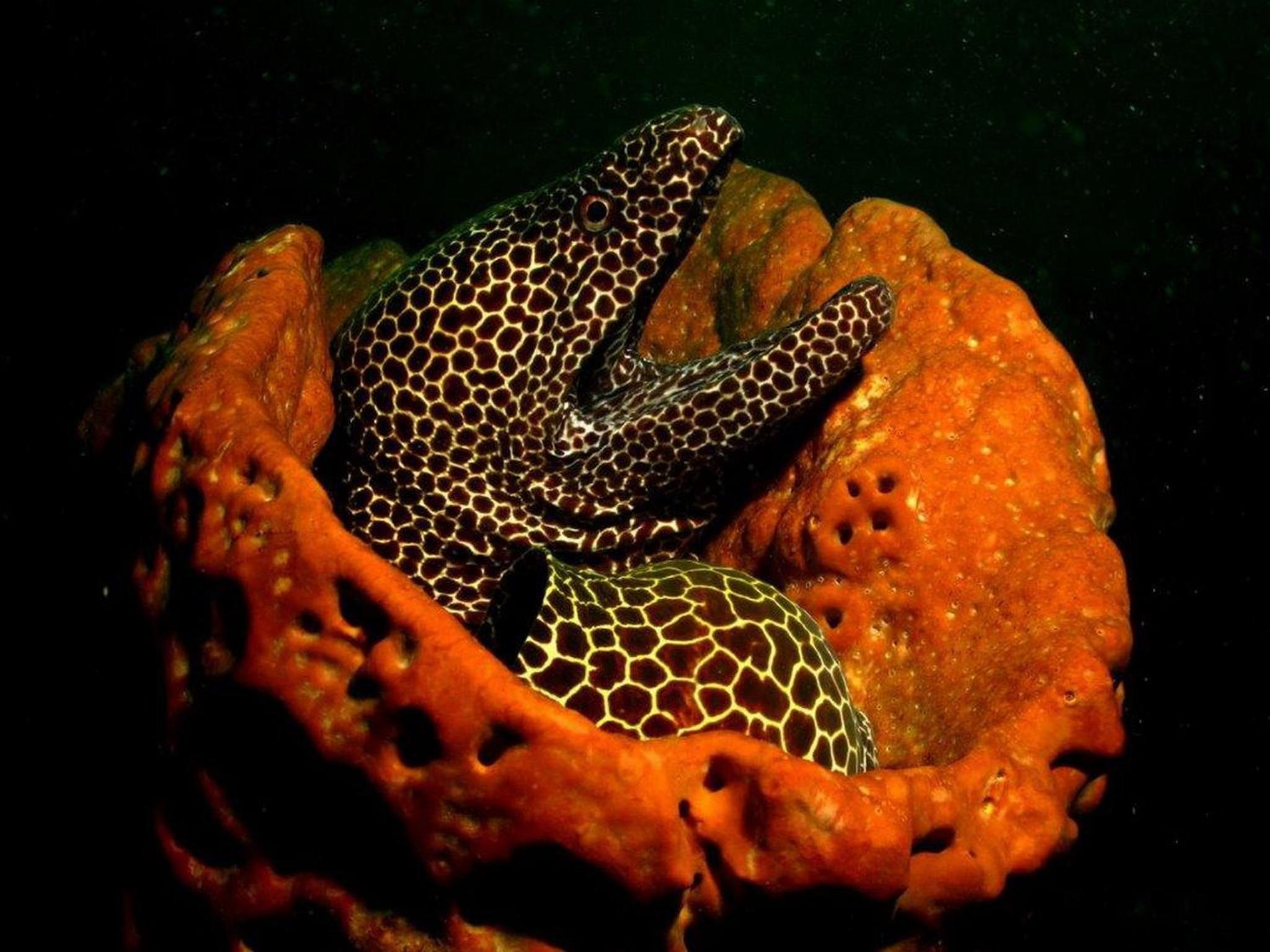 Tirton Dive Lodge 1/30