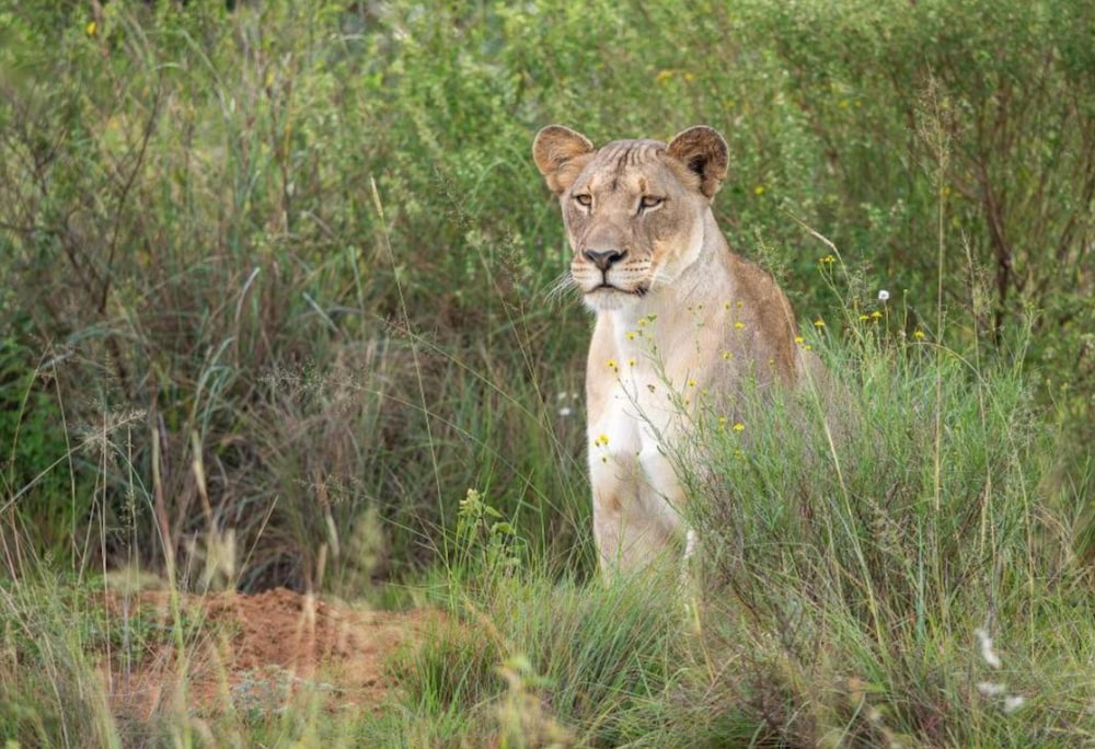 Camp Ndlovu - All Inclusive 45/56