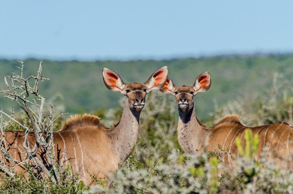Kwandwe Private Game Reserve 37/50
