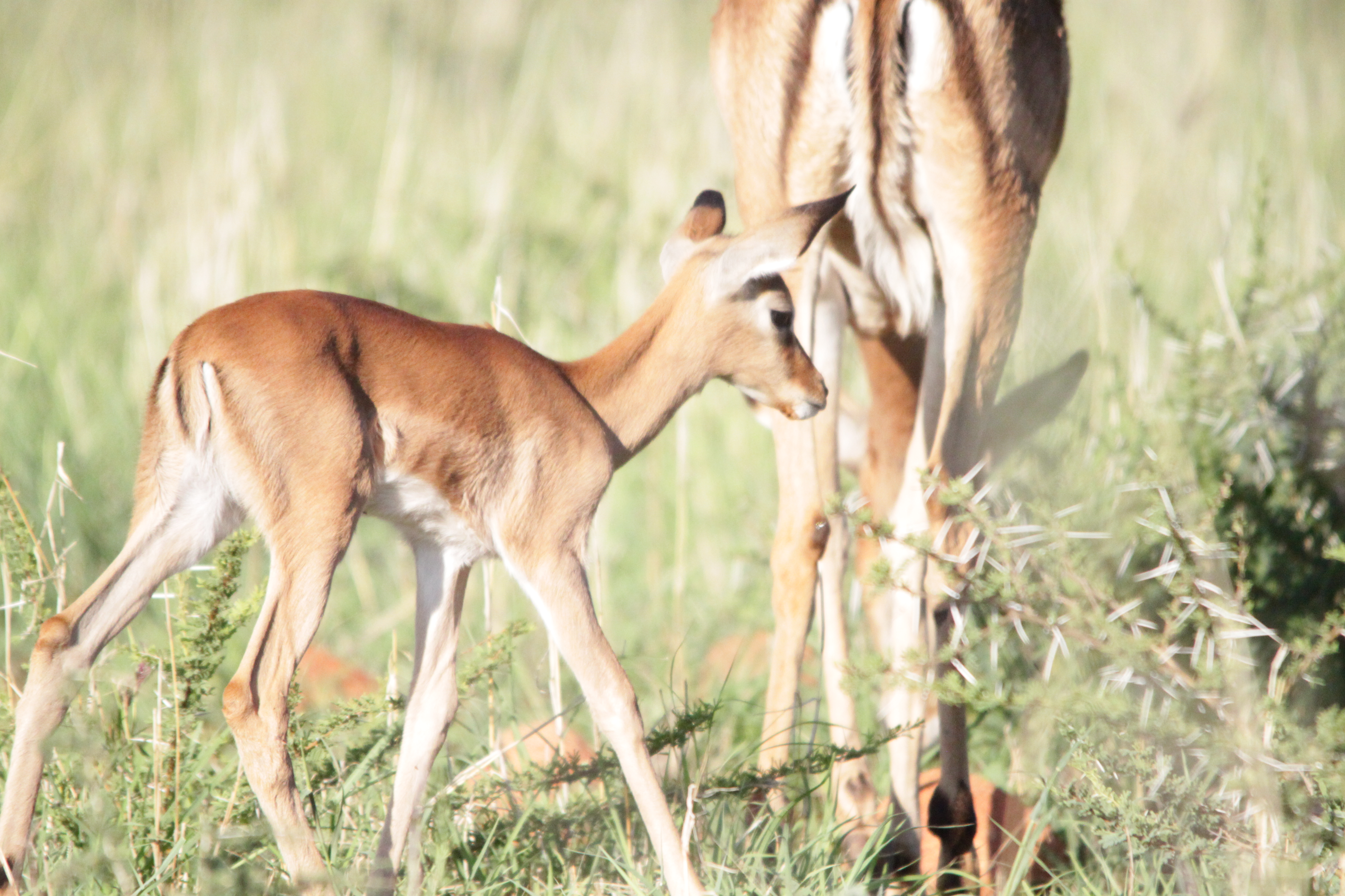 Morokolo Safari Lodge 76/82