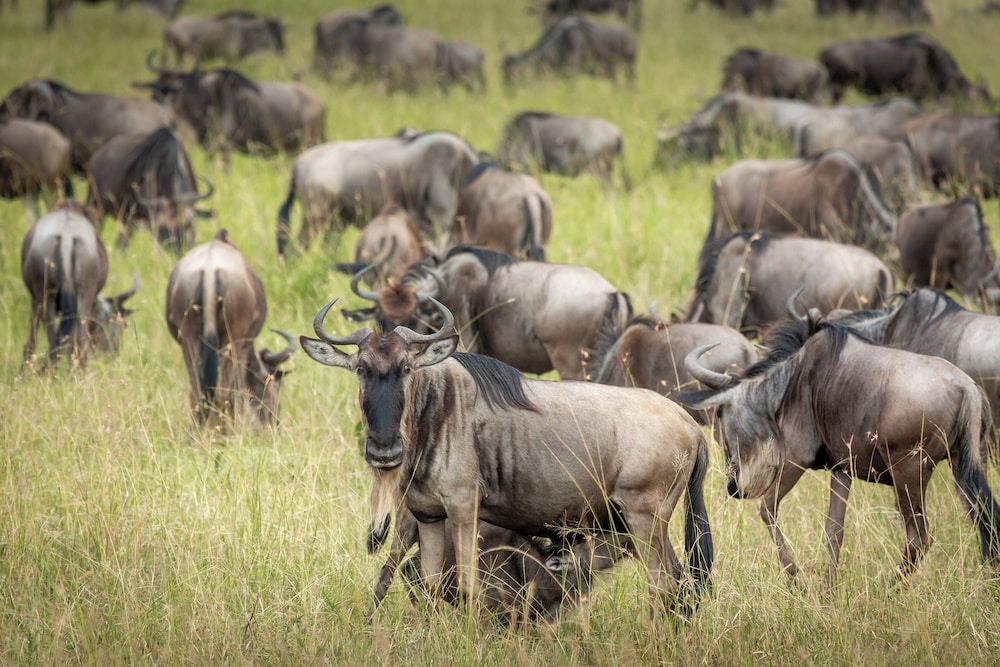 Gnu Mara River Camp 38/50