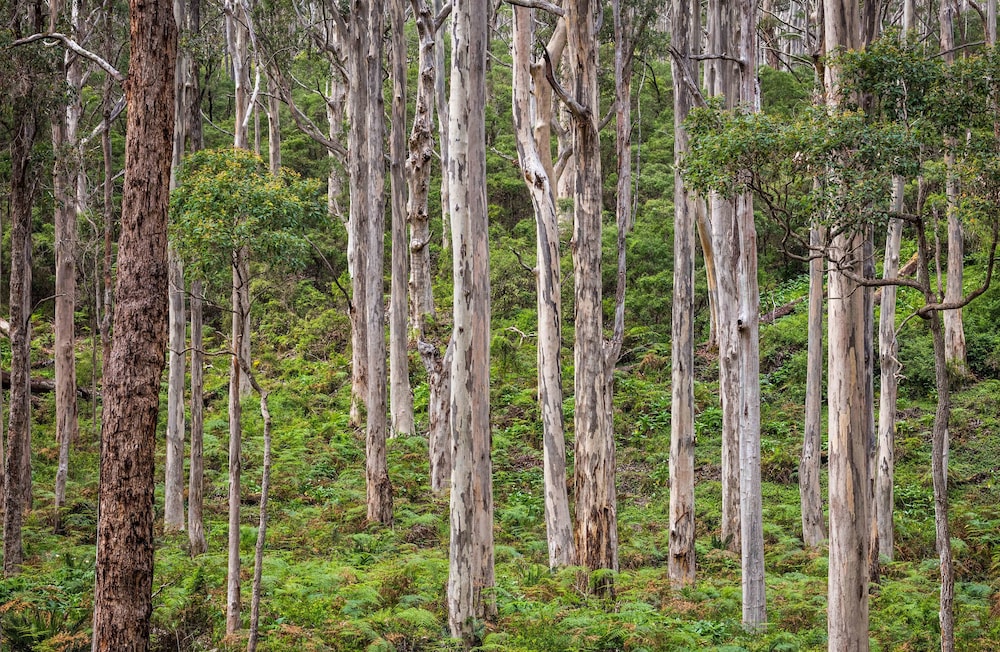 BUSSELLS BUSHLAND COTTAGES 31/47