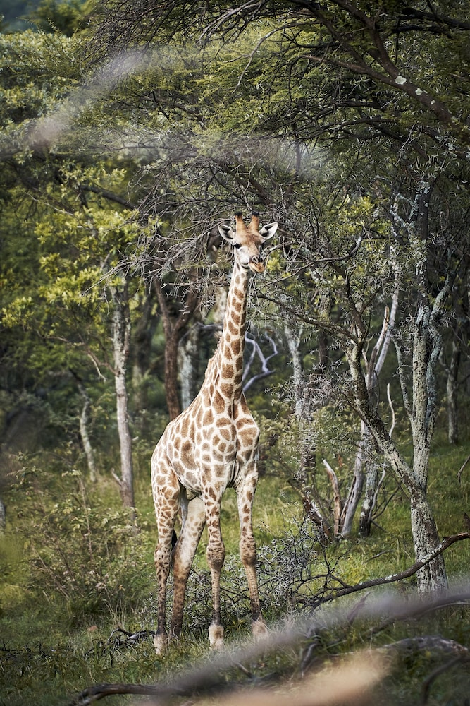 Letamo at Qwabi Private Game Reserve 35/48