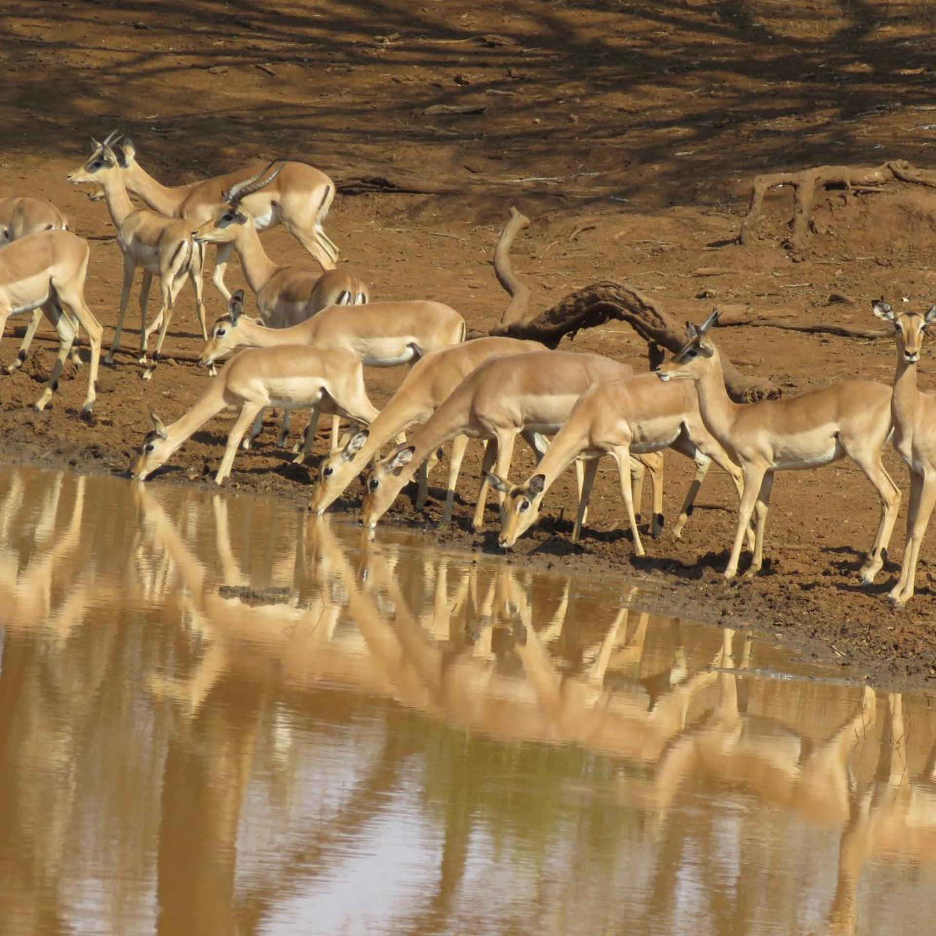 Sable Creek Safari Lodge 7/21