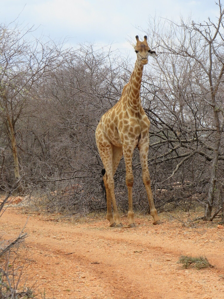 The Baobab Bush Lodge 37/50