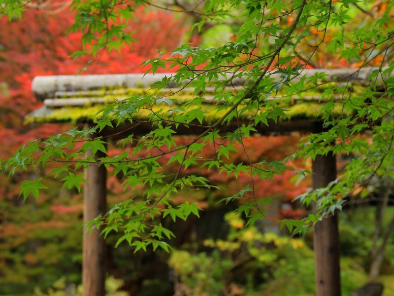 Japanese, Mountain View, No Bathroom