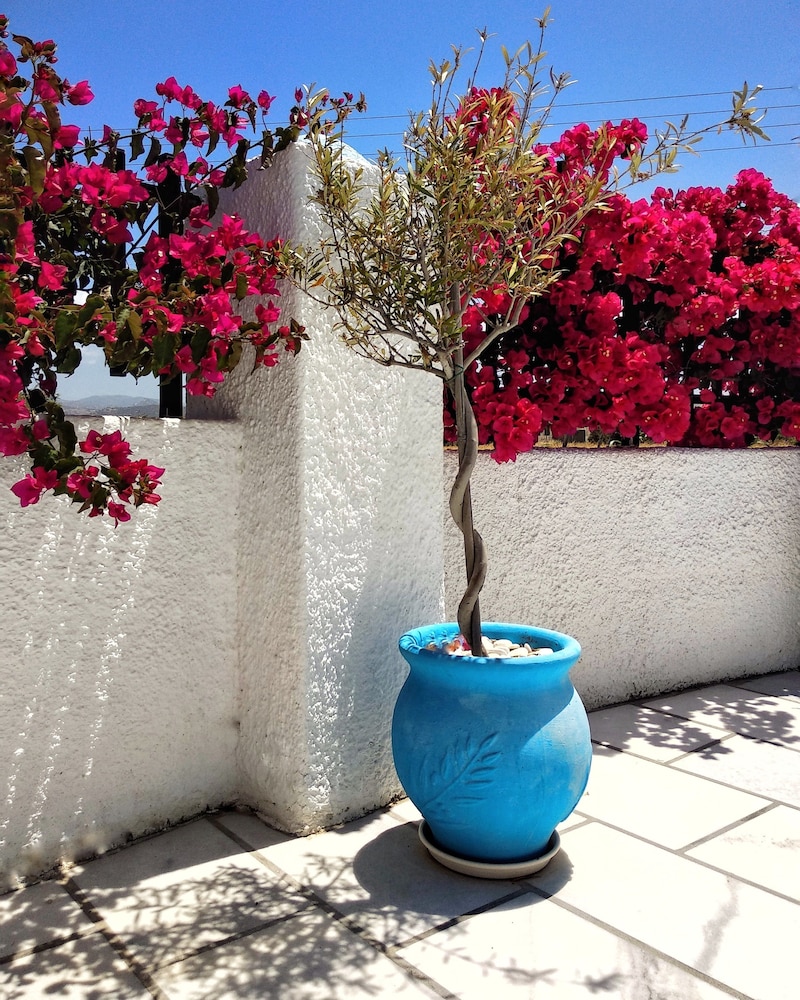 Dedalos Studios Naxos 23/50