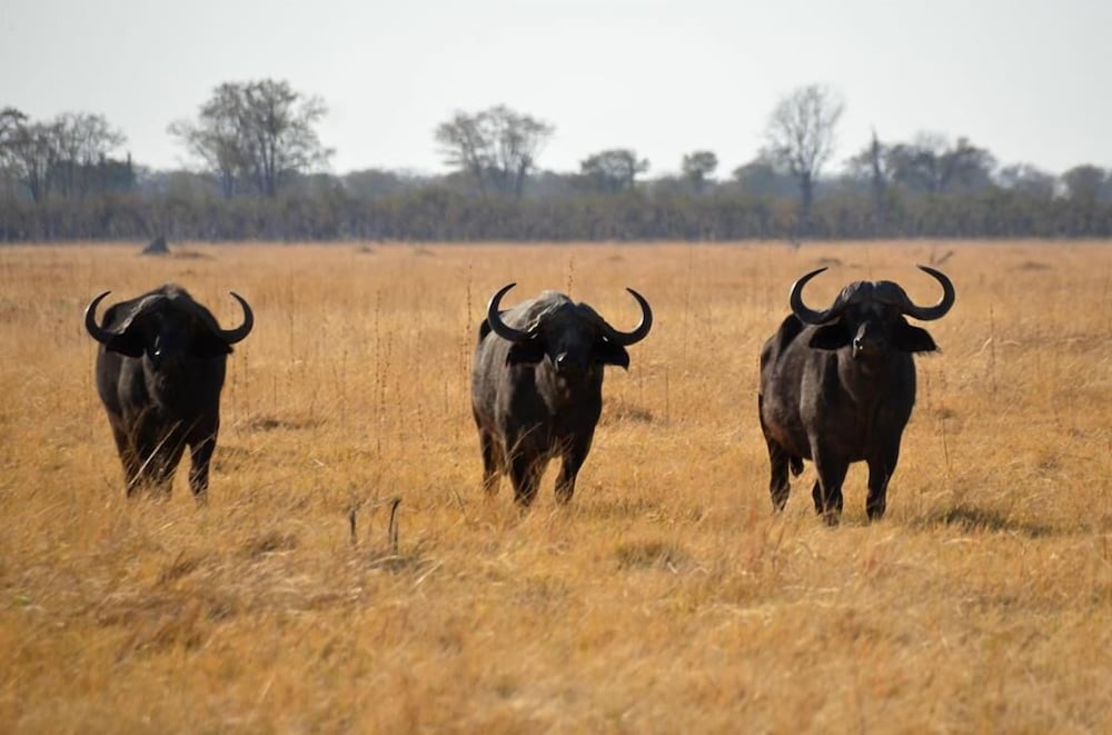 Khwai Tented Camp 46/50