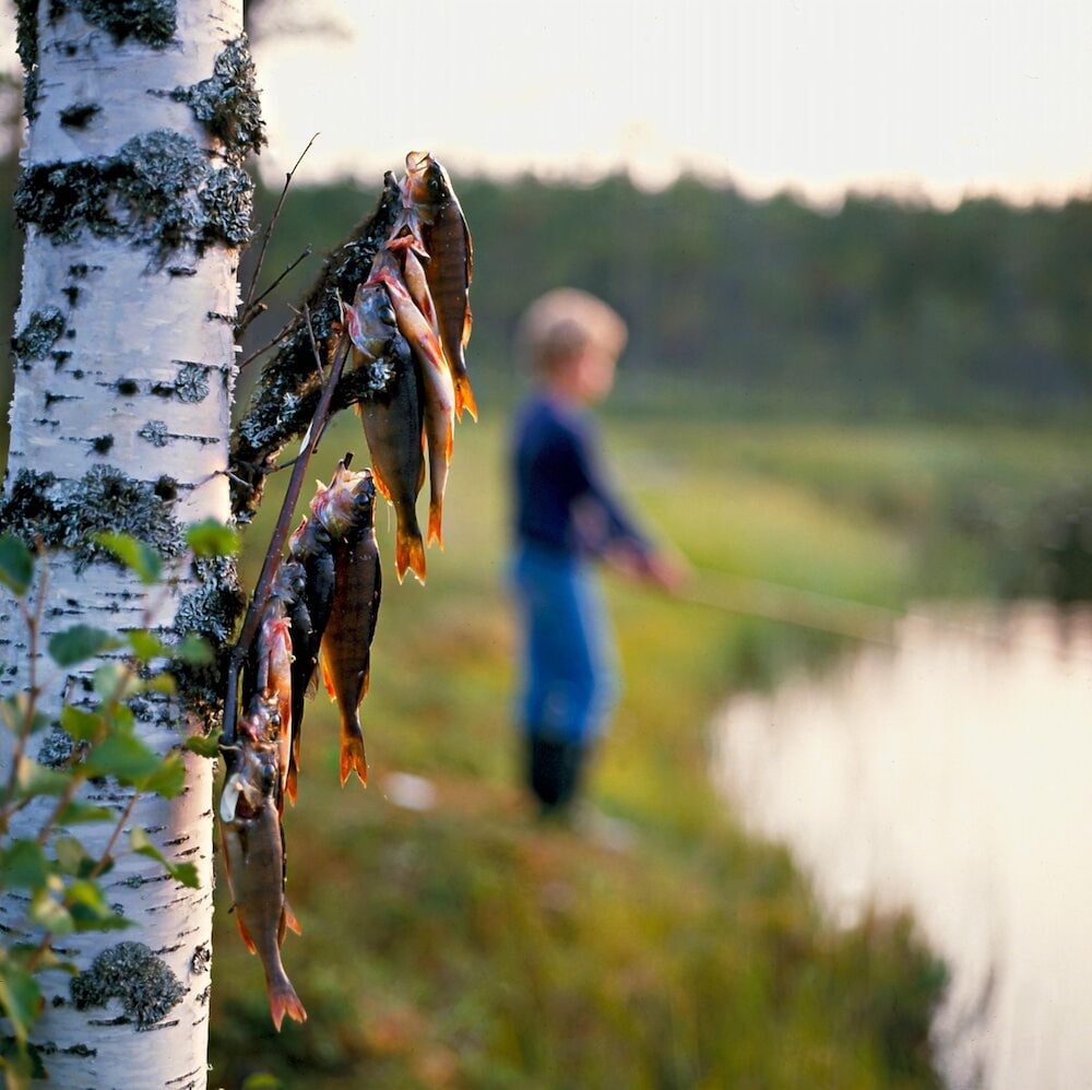 Fjällfrid Stugor 42/50