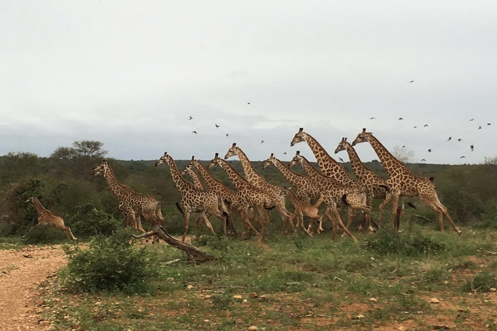 Makumu Private Game Lodge 39/50