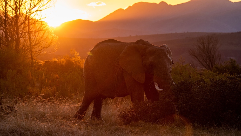 Gondwana Game Reserve 44/50