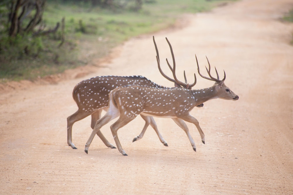 Jetwing Yala 55/60