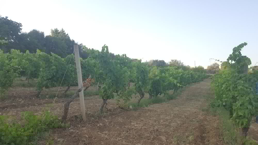 Casale Delle Rose 57/70