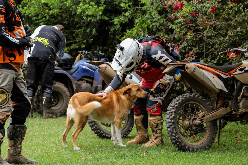 Punda Milias Camp Nakuru 37/50