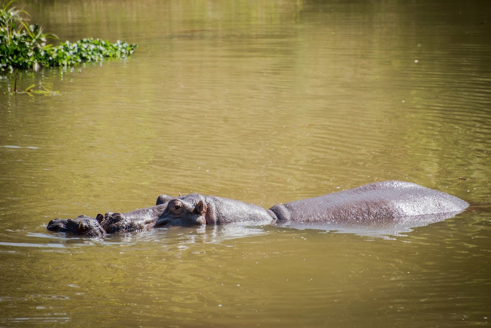 Maramba River Lodge 45/50