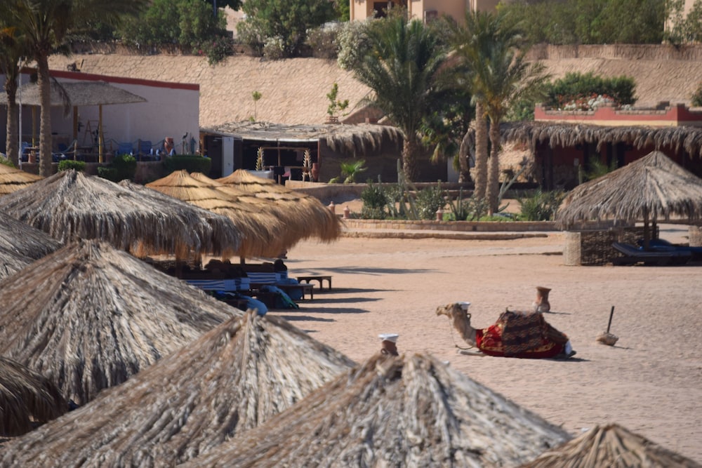Sharm El Naga Resort and Diving Center 32/37