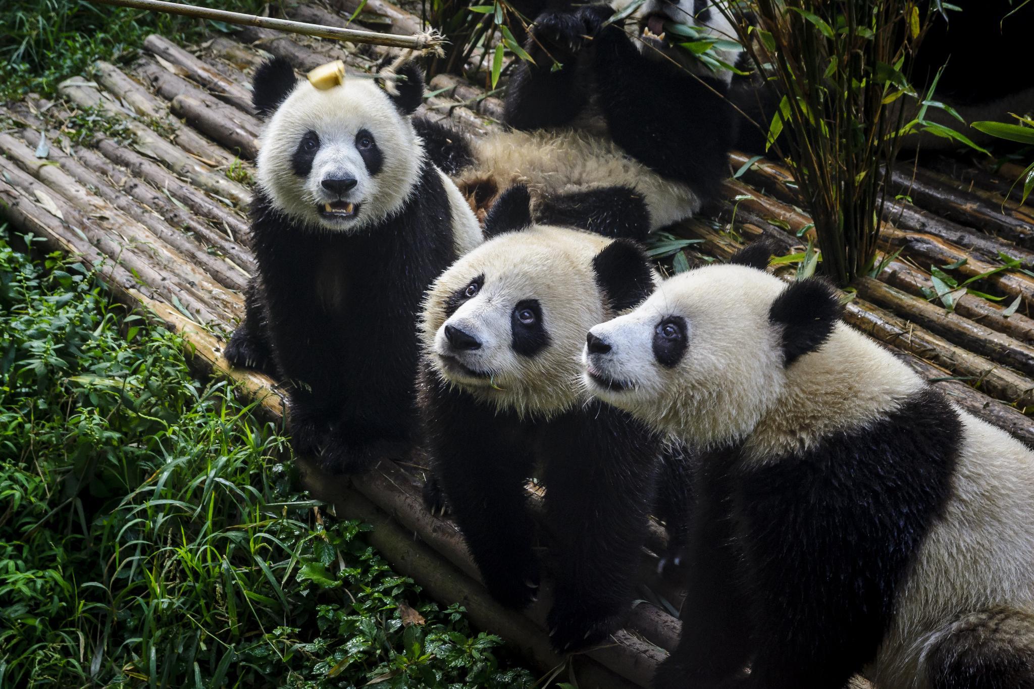Homeinn Selected (Chengdu Panda Base Zoo subway station store) 33/35