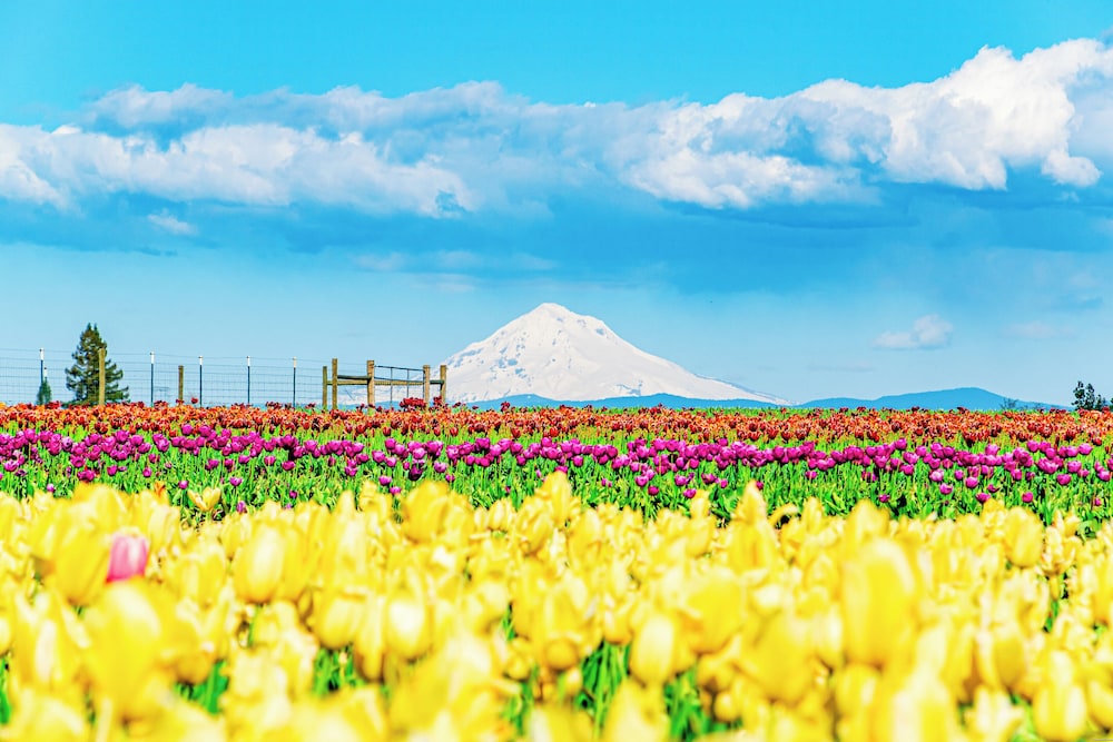 surroundings