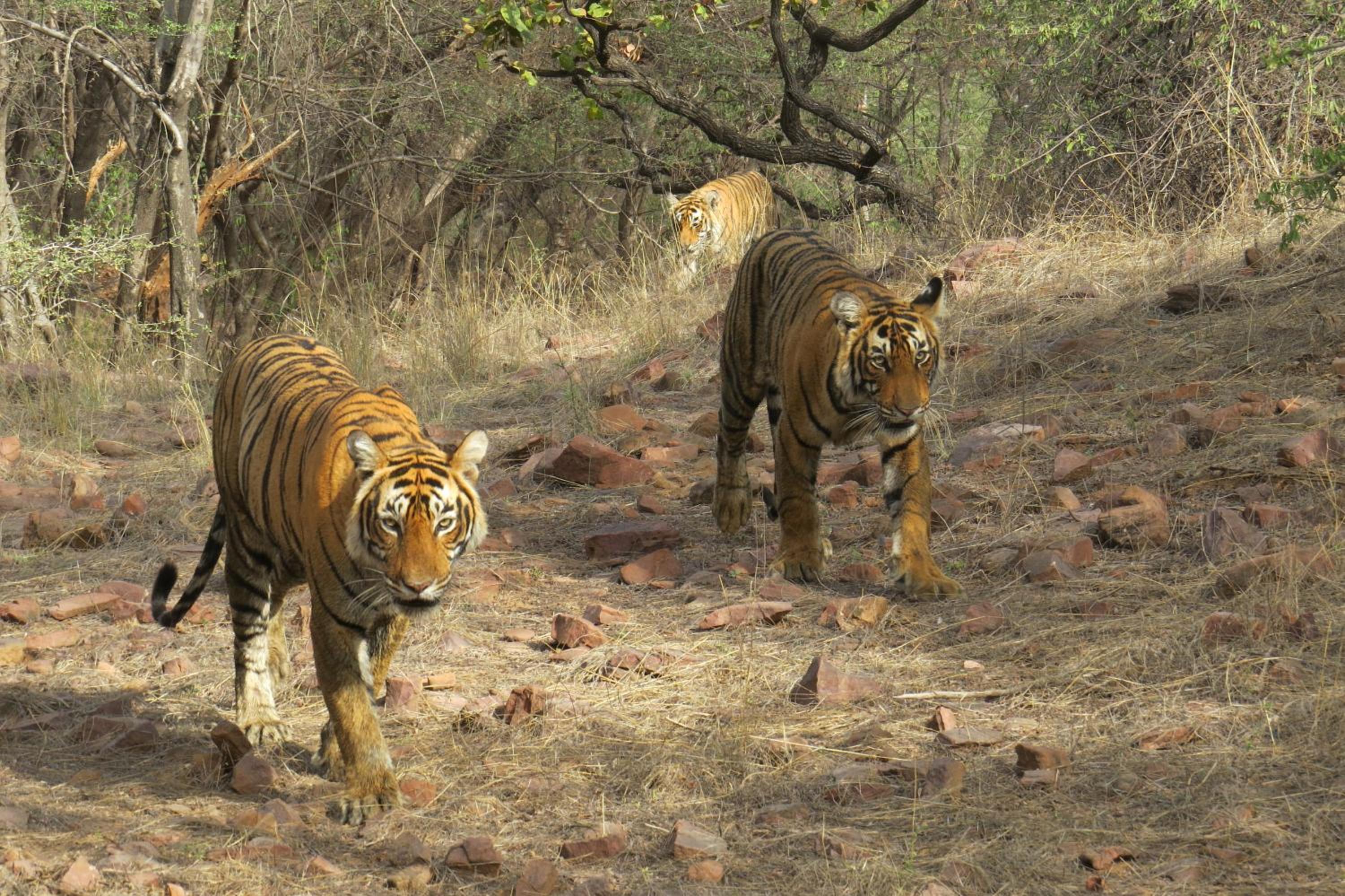 Treebo Rajputana Ranthambore 46/50