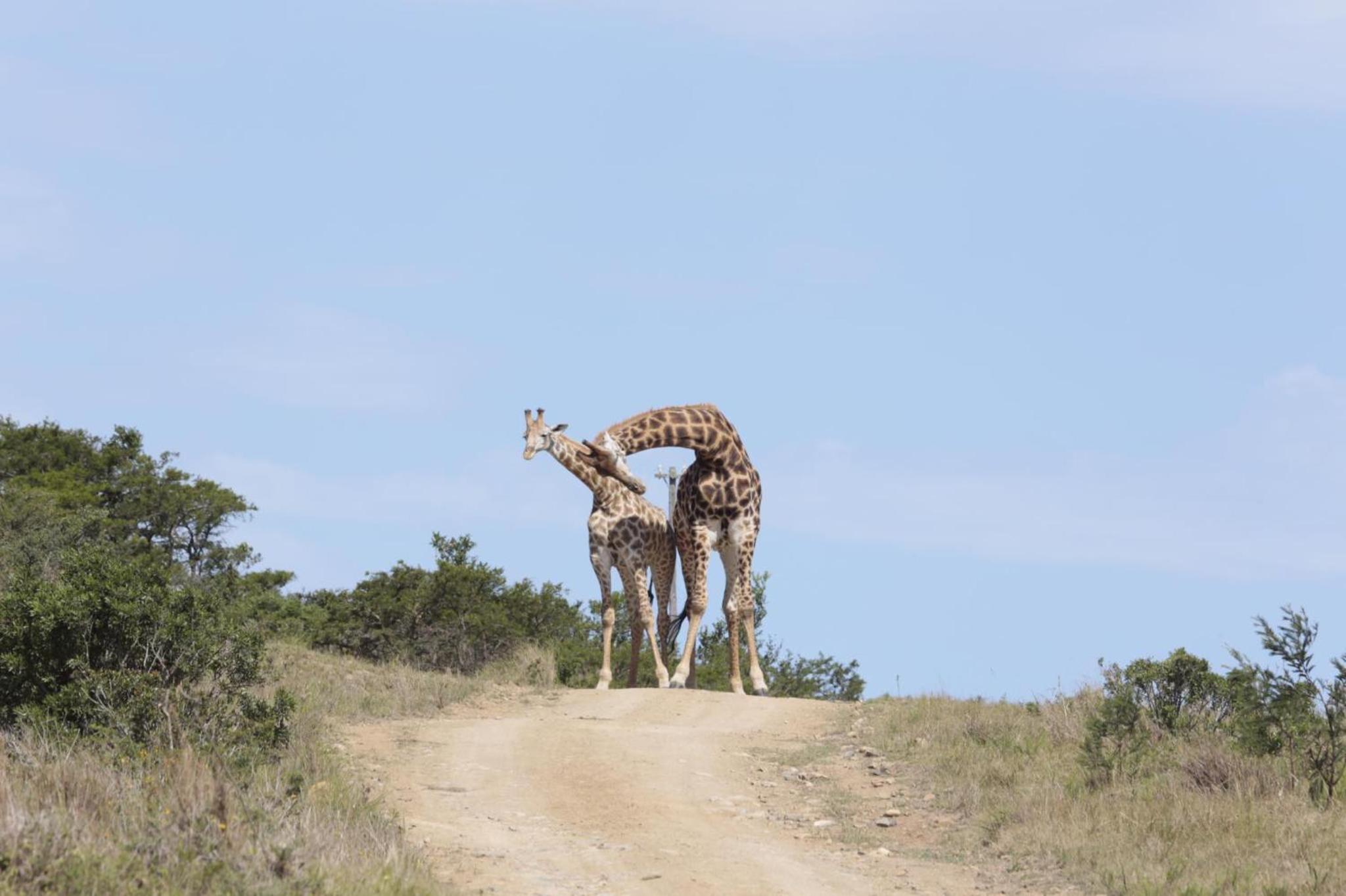 Horseshoe Game Reserve 35/47
