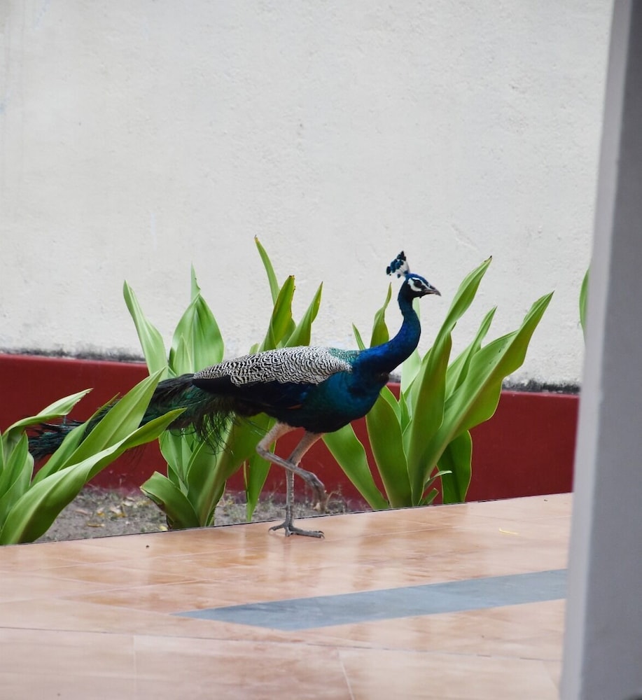 Nilaveli Crystal Blue Hotel 13/26