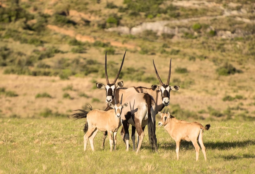 Moolmanshoek Private Game Reserve 27/35