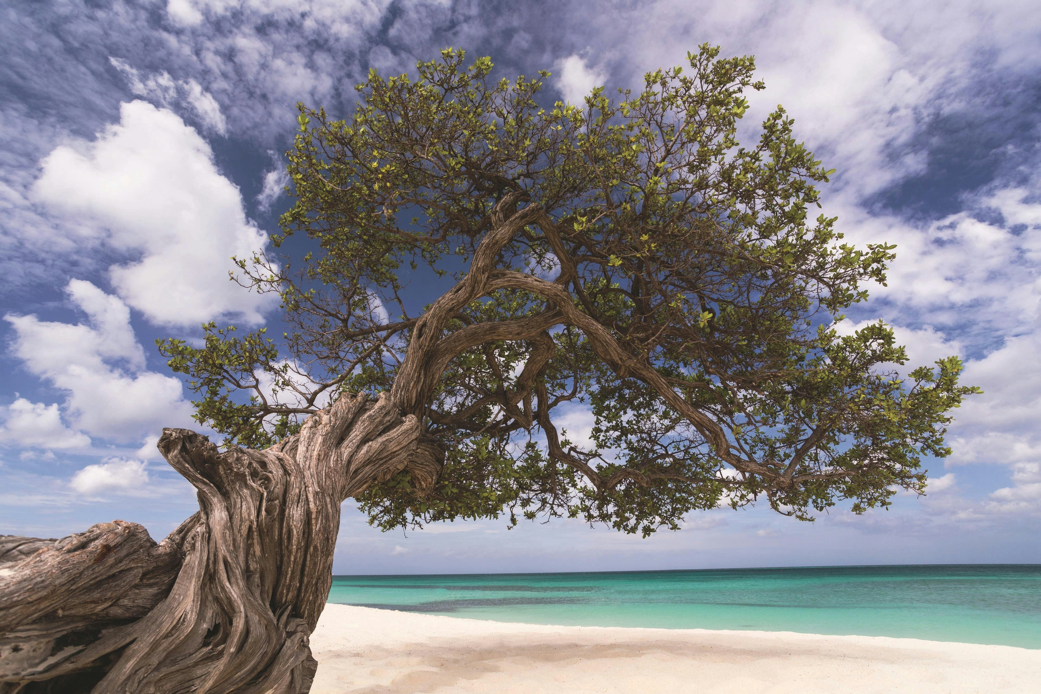 The Ritz-Carlton, Aruba 39/50