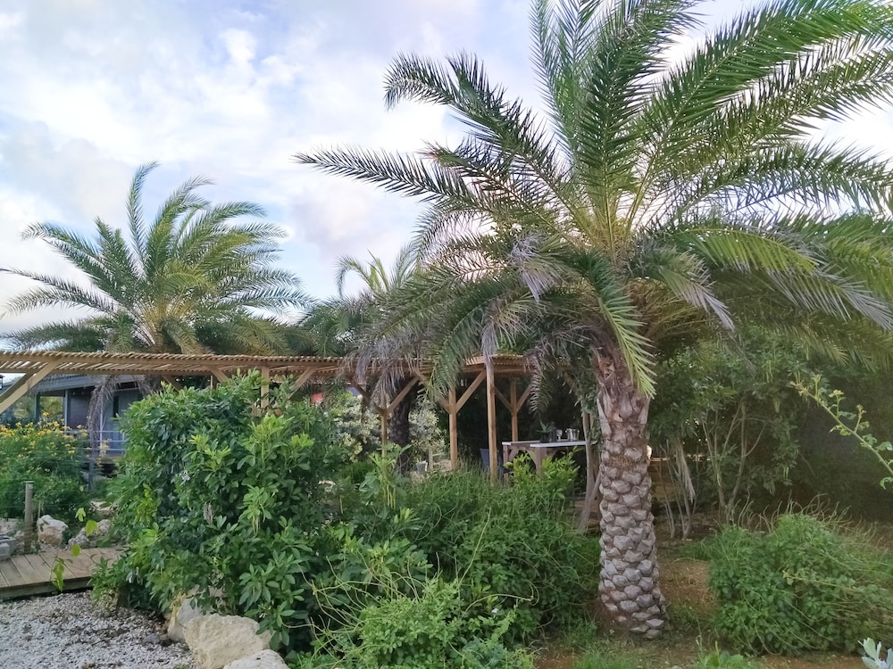 Red Palm Village 37/50