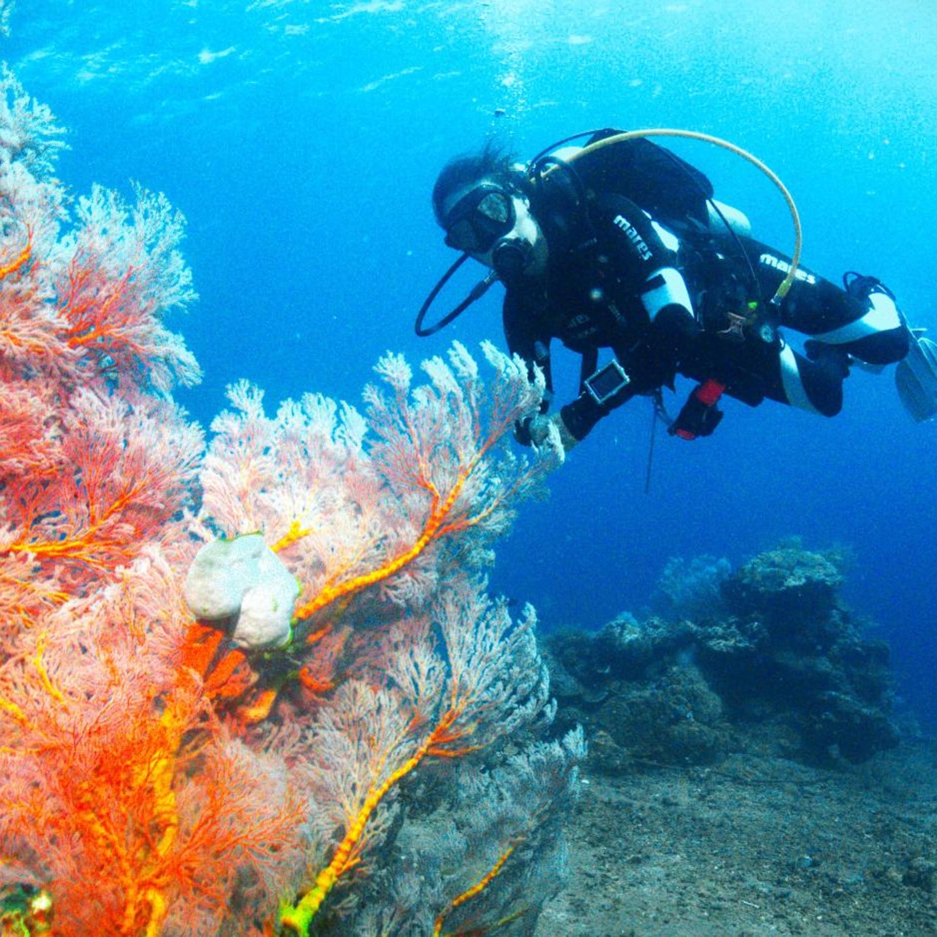 Kura Kura Divers Lodge 26/32