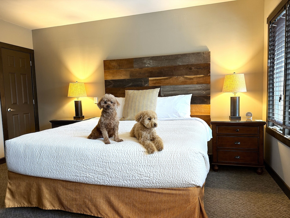 Suite, King Bed, Sunrise View, Sofa, Pet Friendly